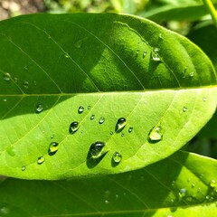 green leaf with water drops
