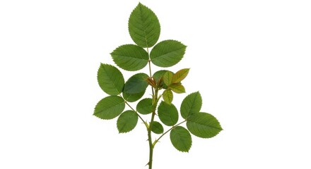 Fototapeta premium Fresh green leafy branch