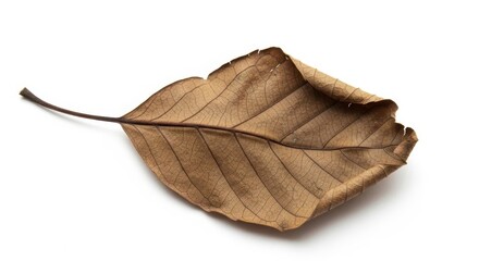 Single dry leaf on white background