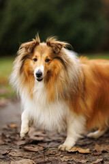Sheltie dog walking on leaf-covered forest path