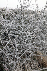 Closeup of branches in a hedge covered with ice crystals, Derbyshire England 
