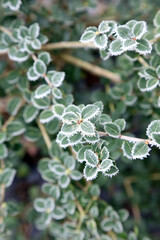 Closeup of Osmanthus leaves covered with ice crystals,  Derbyshire England
