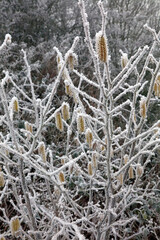 Hazel Catkins covered with ice crystals, Derbyshire England 
