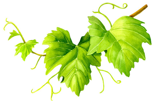 Grape green leaves isolated on white background. Watercolor botanical illustration of branch with fresh green leaves and lateral shoot. Vine cane and tendril. Design for wine, juice, decor