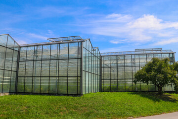 Obraz premium Exterior view of the modern industrial glass greenhouses