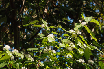 Green coffee leaf with white flower on a nature  background