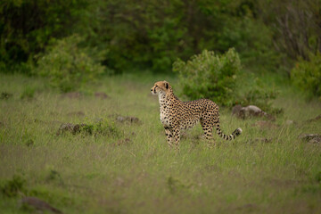 Female cheetah stands in clearing among bushes © Nick Dale