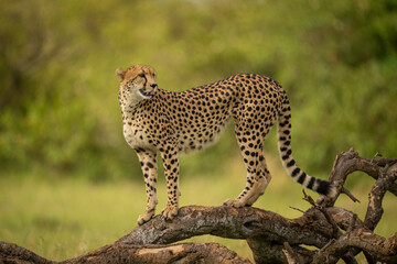 Female cheetah stands on log looking round © Nick Dale
