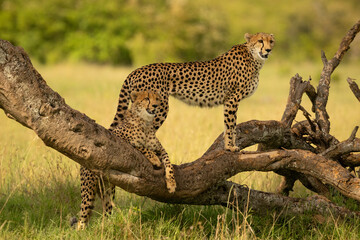 Female cheetah stands on log near cub © Nick Dale