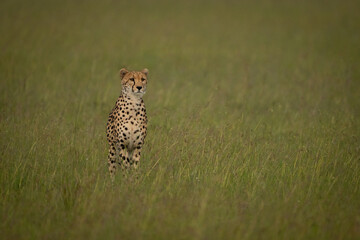 Female cheetah stands staring in grassy plain © Nick Dale