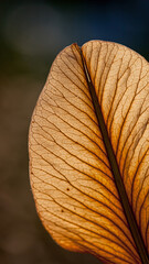 Close-up of a dried, veined leaf with backlighting highlighting its structure.