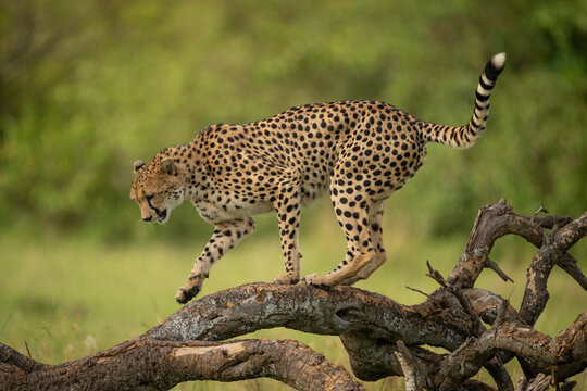Female cheetah walks along log looking down