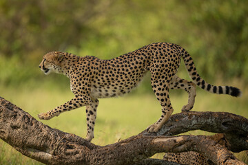 Female cheetah walks on log in profile © Nick Dale
