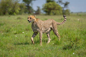 Female cheetah walks past camera near trees © Nick Dale