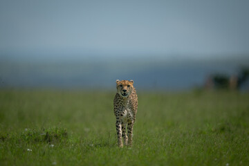 Female cheetah walks towards camera over grassland © Nick Dale