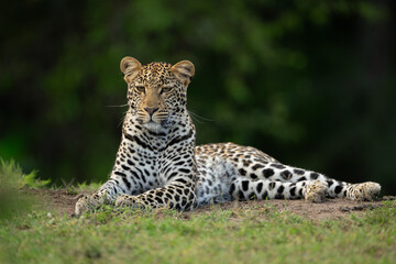 Fototapeta premium Female leopard lies on grass lifting head
