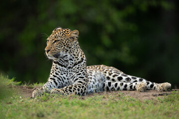 Female leopard lies on grass staring left