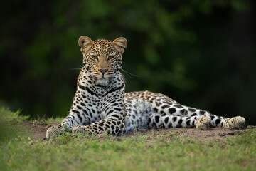 Naklejka premium Female leopard lies on grass watching camera