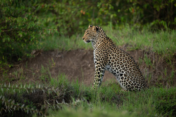 Female leopard sits in profile on riverbank