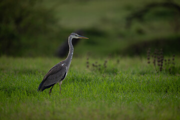 Grey heron walks through grassland in profile