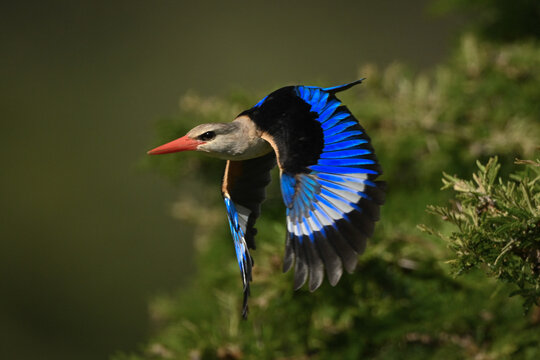 Grey-headed kingfisher flies away from leafy bush