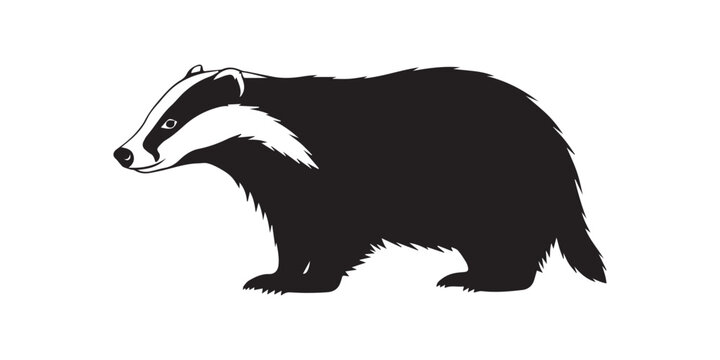 Silhouette of a badger with short legs and a long body standing on a white background in a simple design,black color African badger animal silhouette vector illustration, solid white background