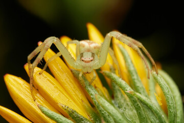 Crab spider camouflage on bright yellow flower