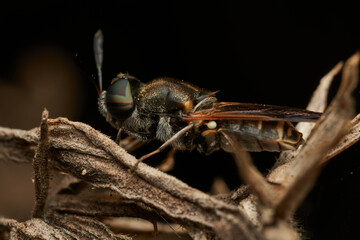 Brown hoverfly collecting pollen on yellow flower