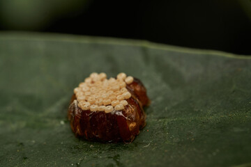 Insect eggs development stage on leaf surface