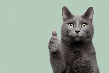 Serious gray cat giving thumbs up gesture looking at camera on green background. Calm domestic feline approval sign with human like expression isolated in studio
