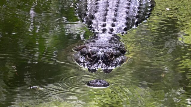 The crocodile in the river