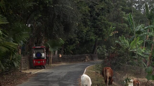 Cows grazing beside rural road with auto rickshaw in village