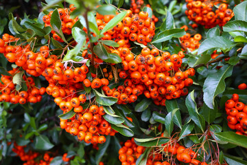 Pyracantha coccinea 'Orange Glow' with Clusters of Bright Orange Berries and Glossy Green Leaves, Capturing the Vibrant Texture and Ornamental Appeal of This Evergreen Firethorn Shrub