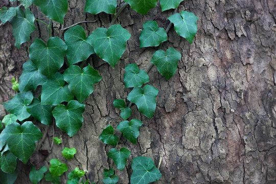 Natural green ivy leaves growing on the tree trunk, texture of green leaves on the rough bark of an old tree - Powered by Adobe