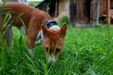 Basenji in the park on a sunny summer day. Basenji moving in the grass.