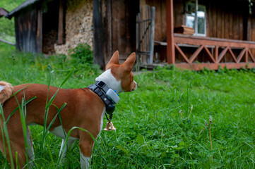 Basenji in the park on a sunny summer day. Basenji moving in the grass.
