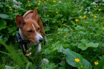 Basenji in the park on a sunny summer day. Basenji moving in the grass.