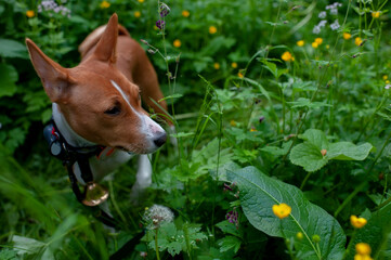 Basenji in the park on a sunny summer day. Basenji moving in the grass.
