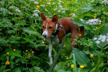 Basenji in the park on a sunny summer day. Basenji moving in the grass.