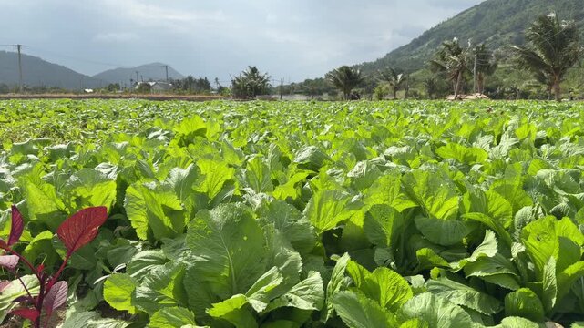 Wide view of a Brassica juncea field stretching toward distant hills under open sky, presenting cultivated land within a natural rural landscape. Agricultural landscape.