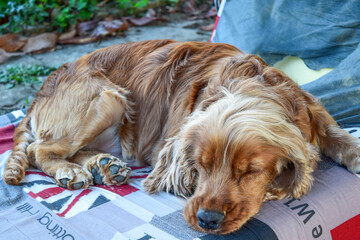 cocker spaniel durmiendo