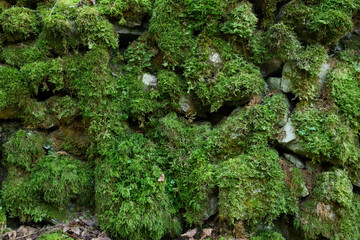 A wall covered in green moss