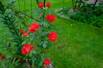 Rose beautiful flowers climbing bush on the green garden fence.