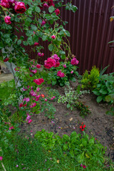 Rose beautiful flowers climbing bush on the green garden fence.