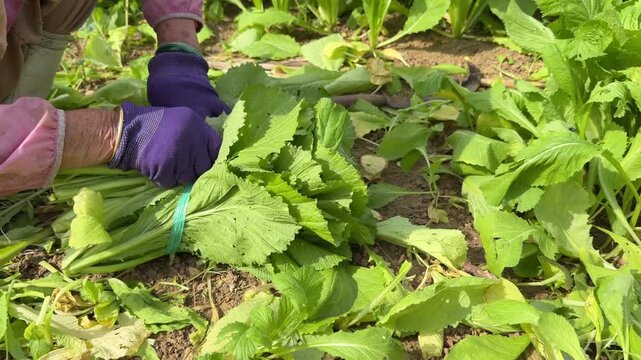 A farmer ties freshly cut Brassica juncea leaves into a bundle, with dense green plants filling the background of the cultivated field. Produce preparation.