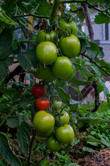 Young green tomato fruits grow on branches in a greenhouse. Green unripe tomato with flower