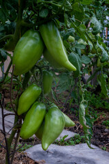Young green tomato fruits grow on branches in a greenhouse. Green unripe tomato with flower