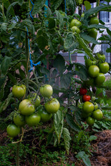 Young green tomato fruits grow on branches in a greenhouse. Green unripe tomato with flower
