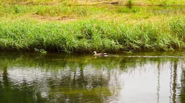 Duck. Spot billed Duck is swimming on the river. anas zonorhyncha