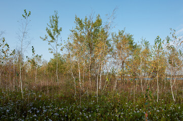 Aster alpinus garden perennial plants with purple flowers. Alpine aster.